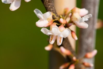 Cercis canadensis 'Pauline Lily' - zmarilka kanadská - květ2